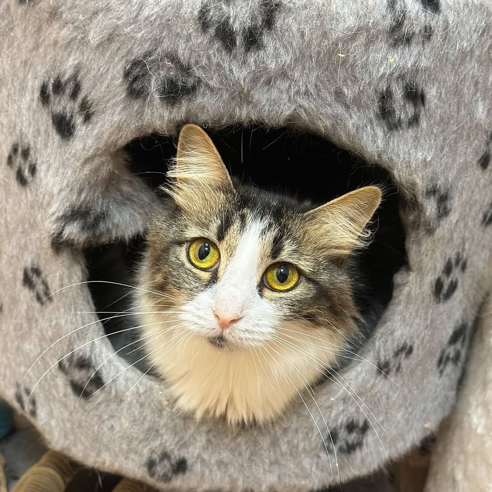 Haven Cares🐱