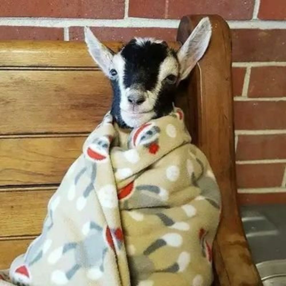Controversial Bakra