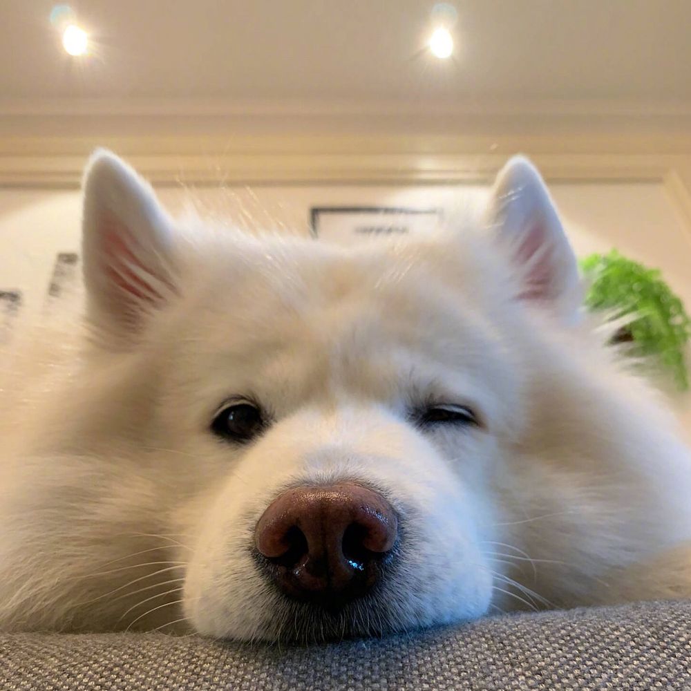 juju🐶