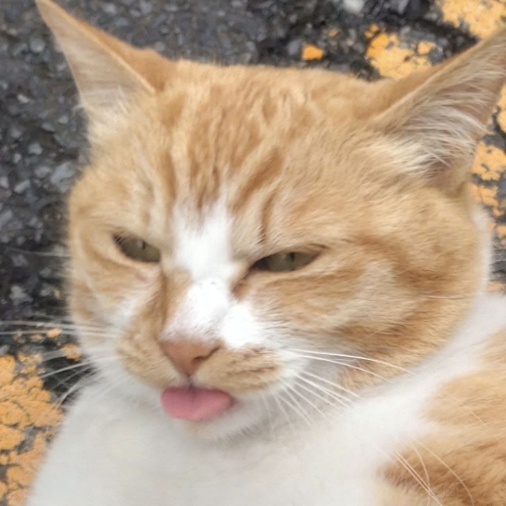 ねこにん