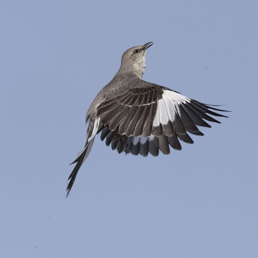 Original Mockingbird
