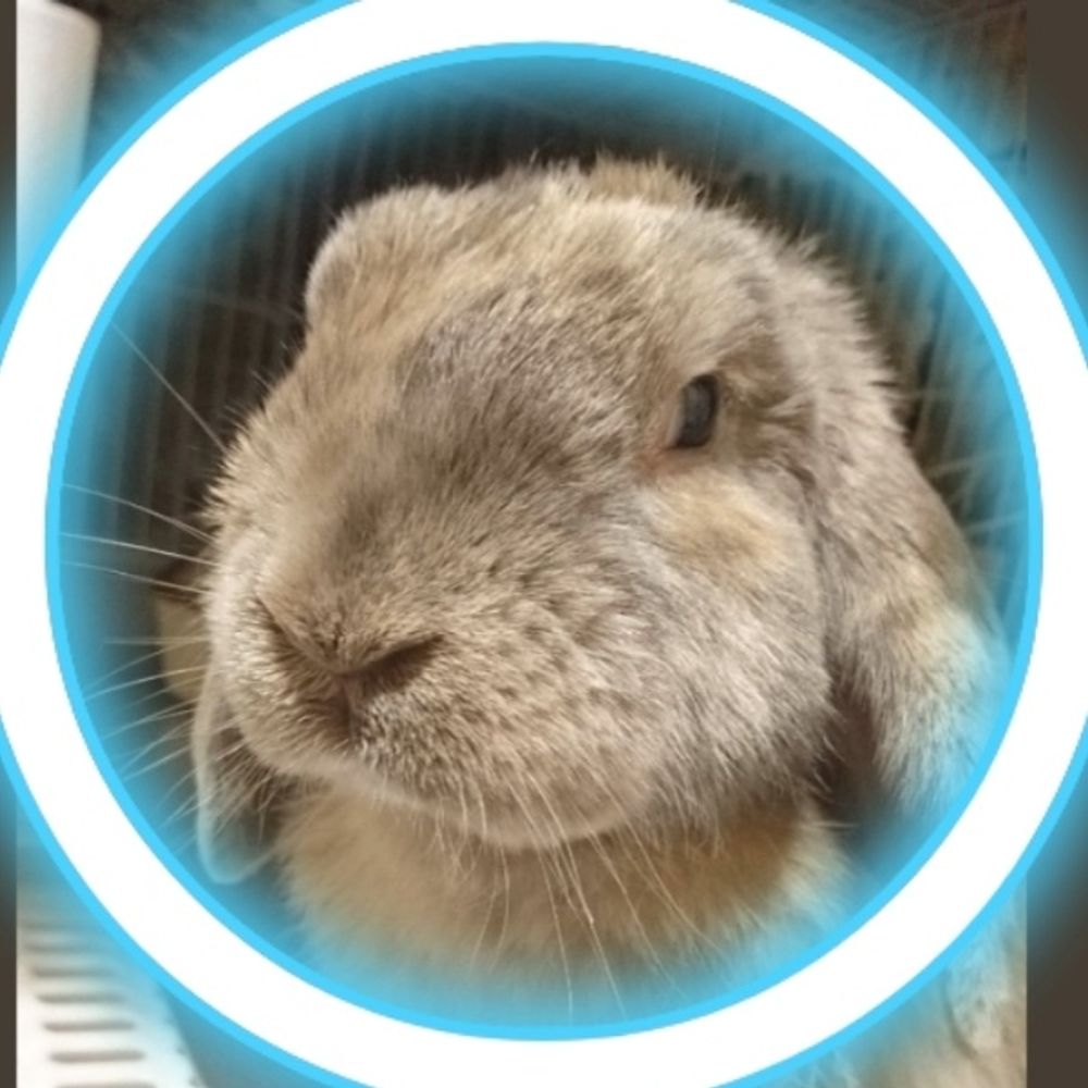 ⸼𝄪⍨♛しゃに♛⍨𝄪⸼