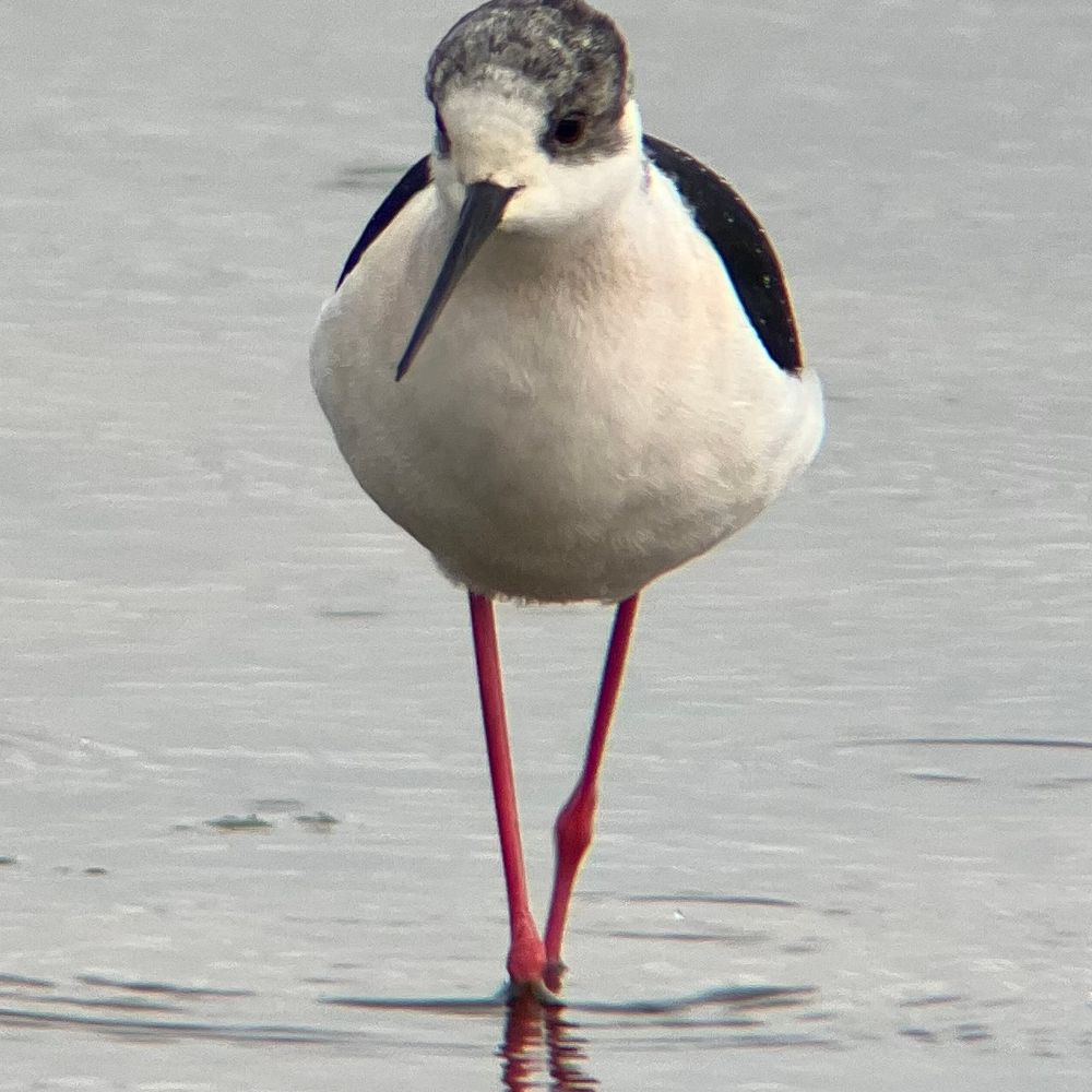 BranstonBirder