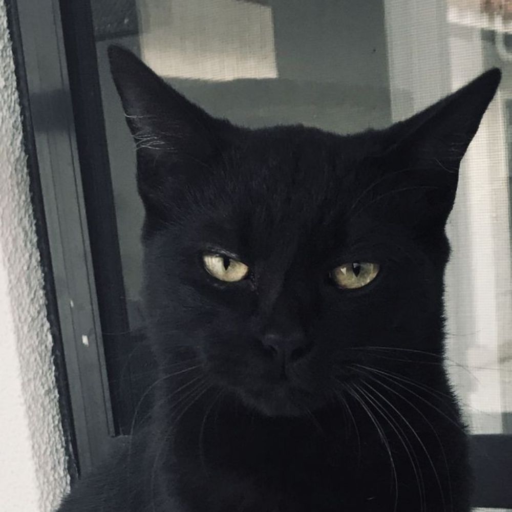 Gatinho Lindo Unteligente 