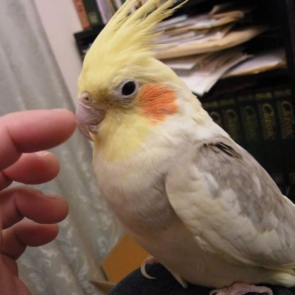 Chicory🐦️