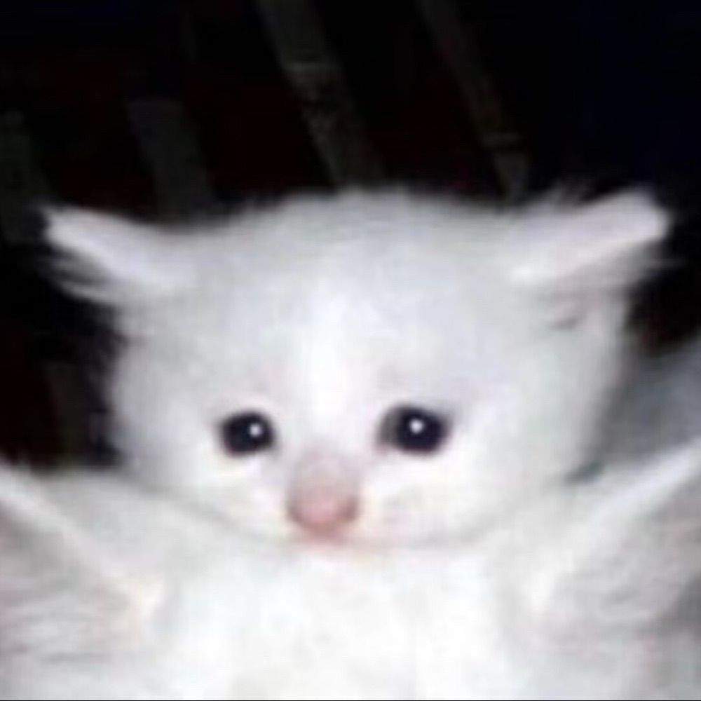 假猫猫🐱