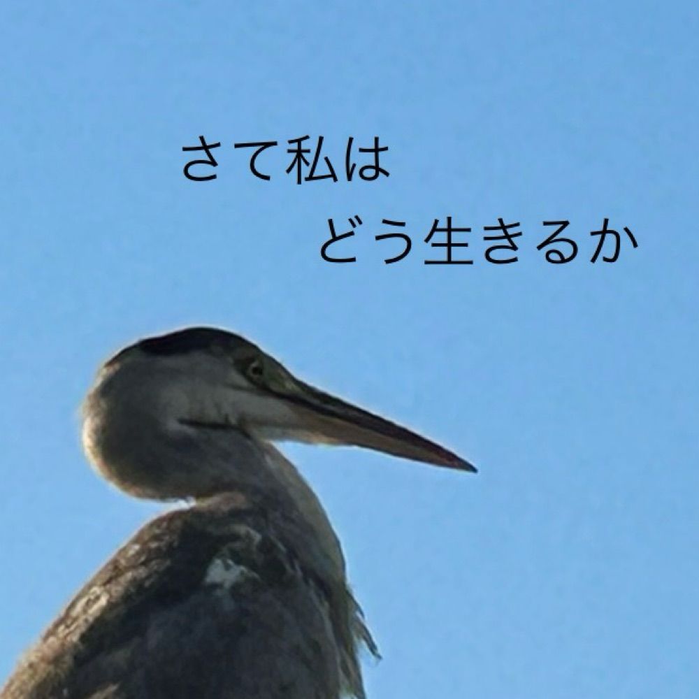 運　宙高（はこび　そらだか）