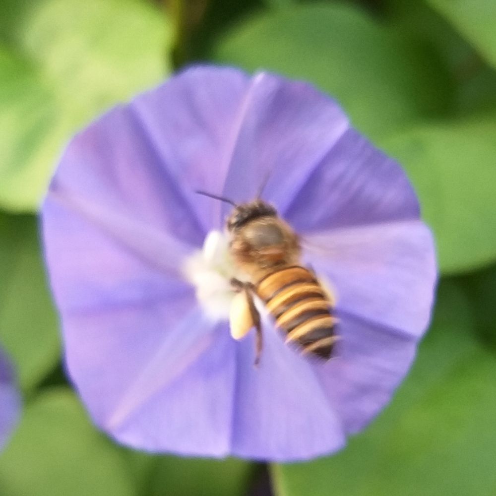 The Bee