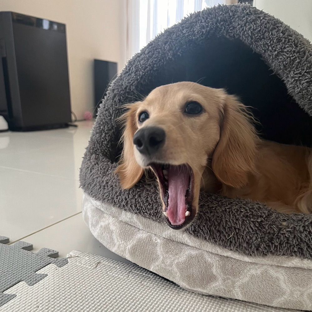 チャーリー