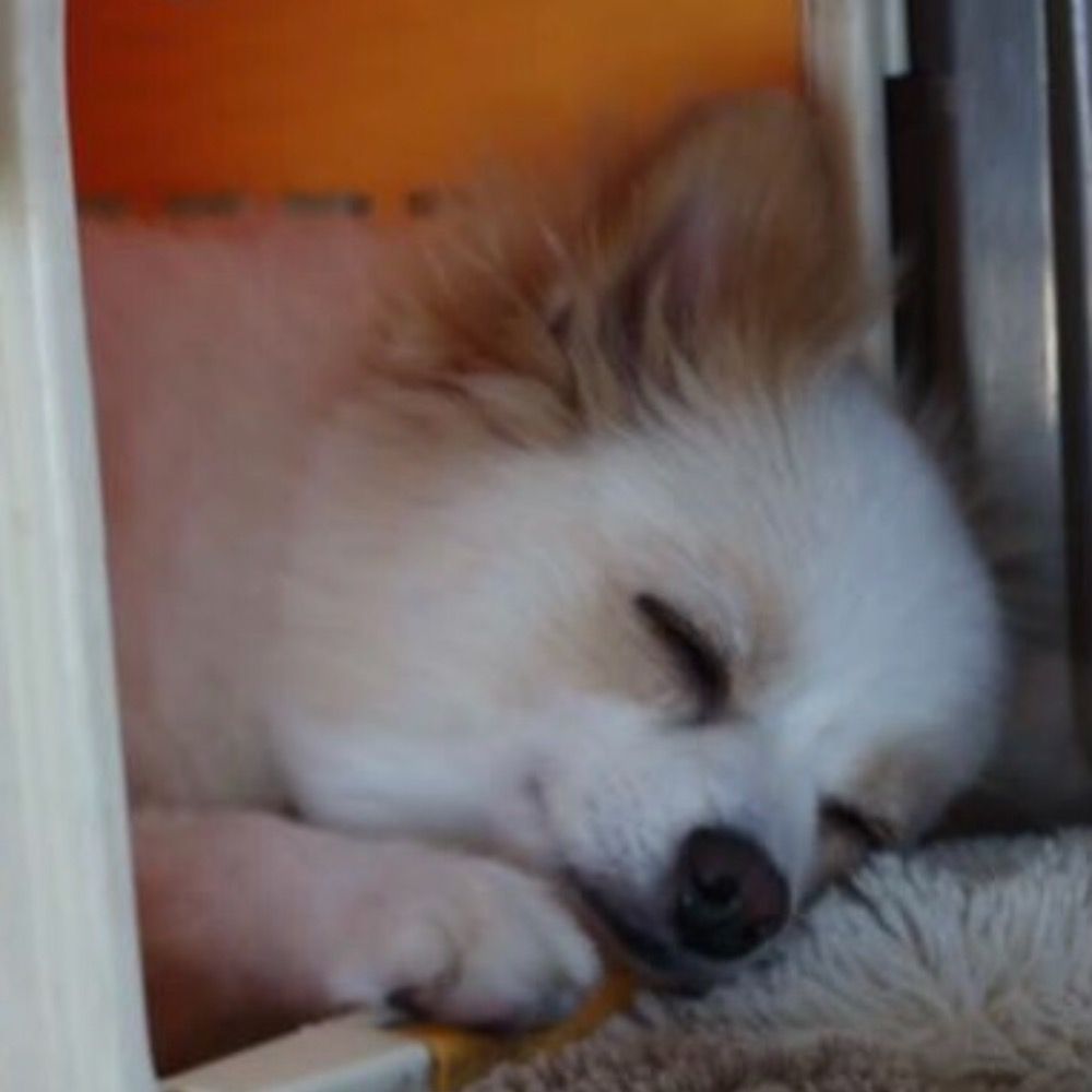 らーじま⭐︎くりすてぃー