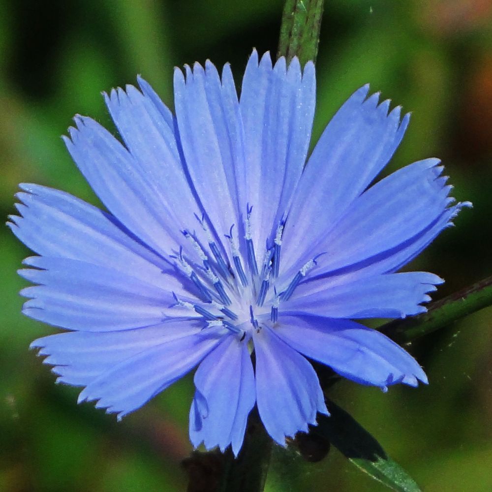 Chicory