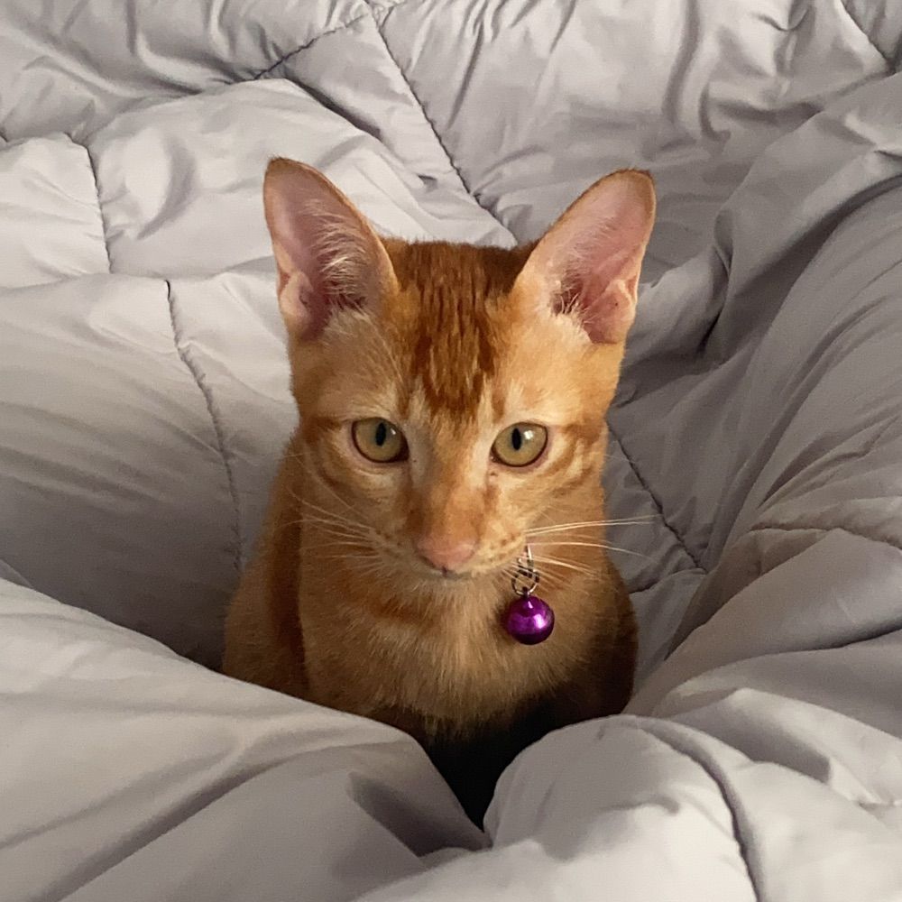 จจ. 🐈