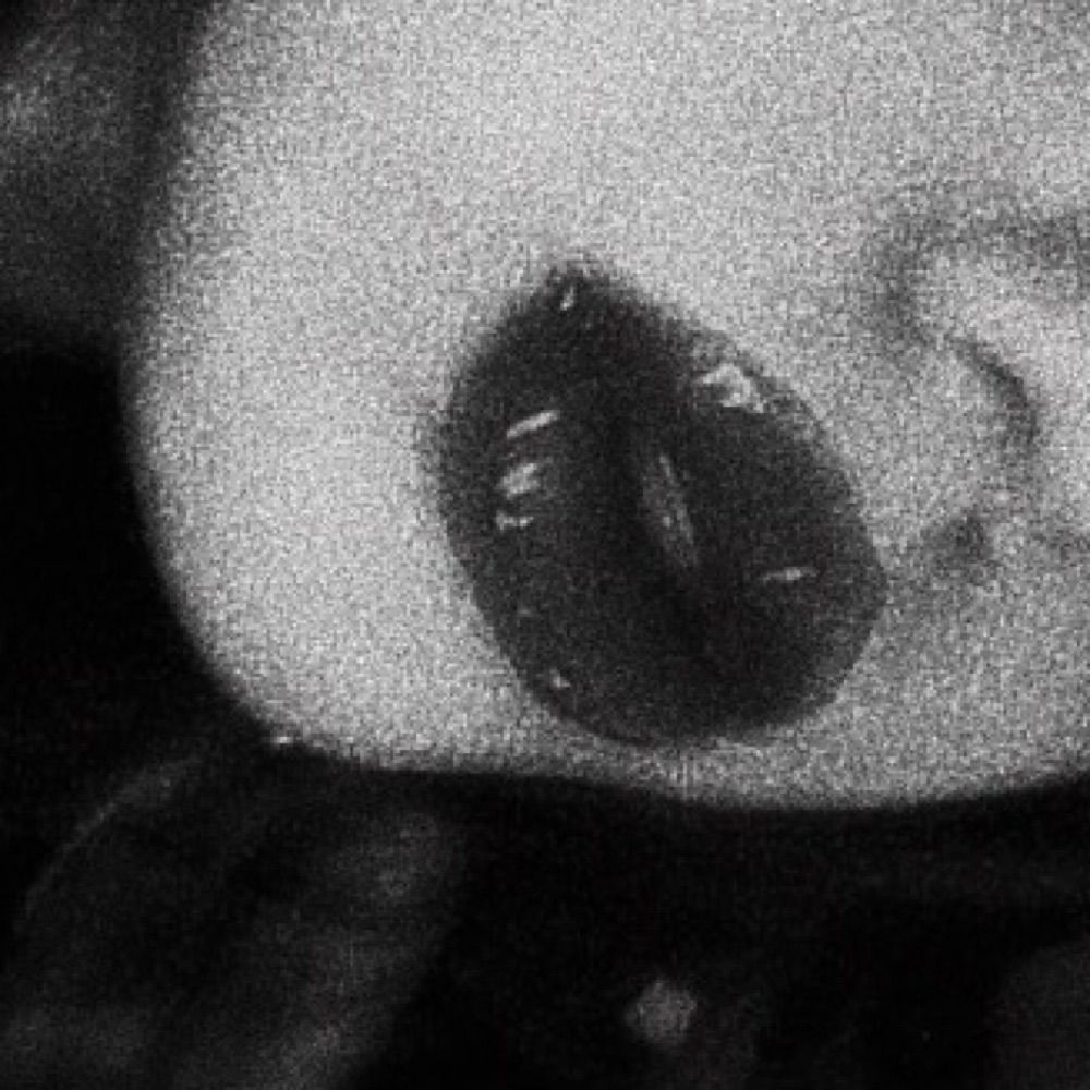 vampirinha t