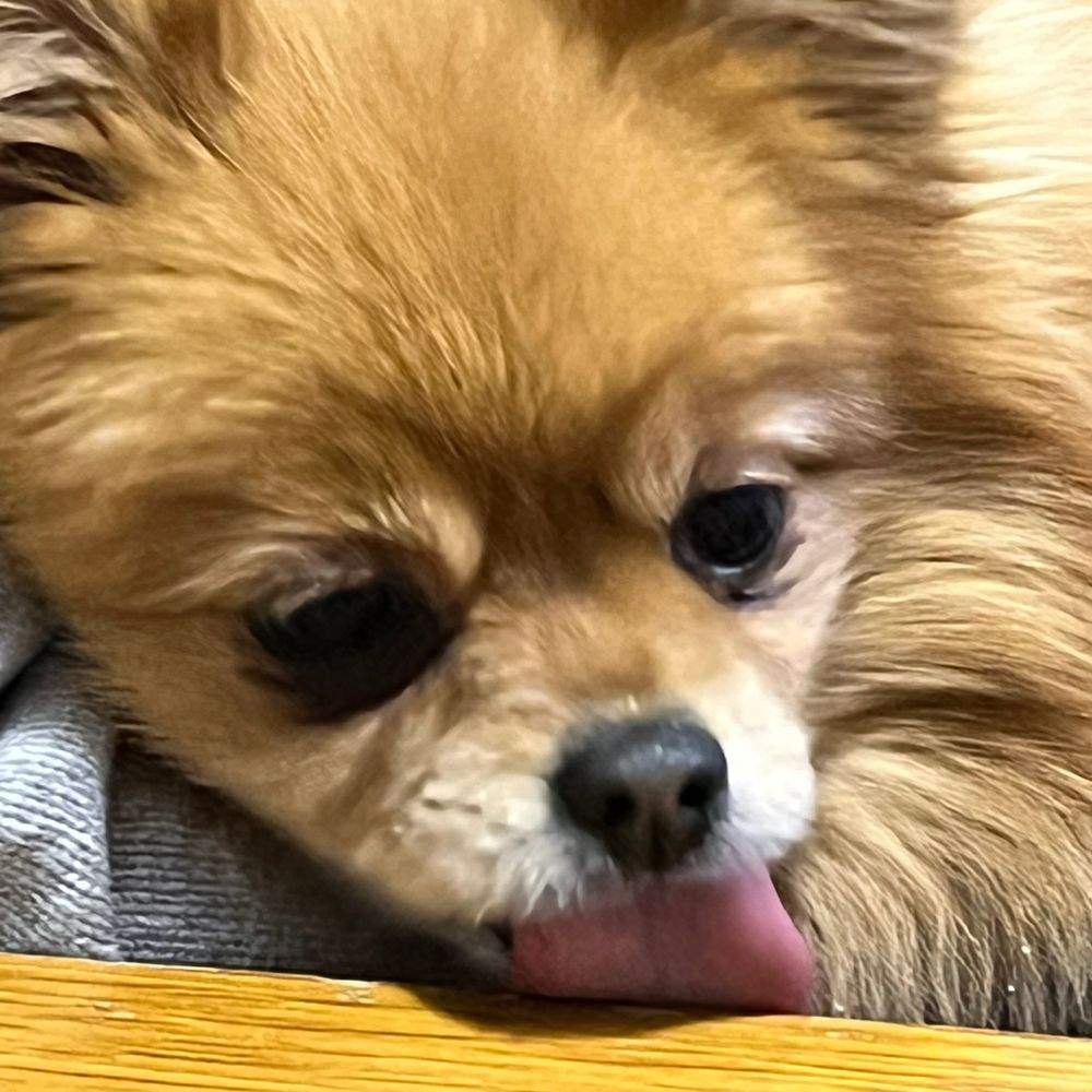 ポメラニアン
