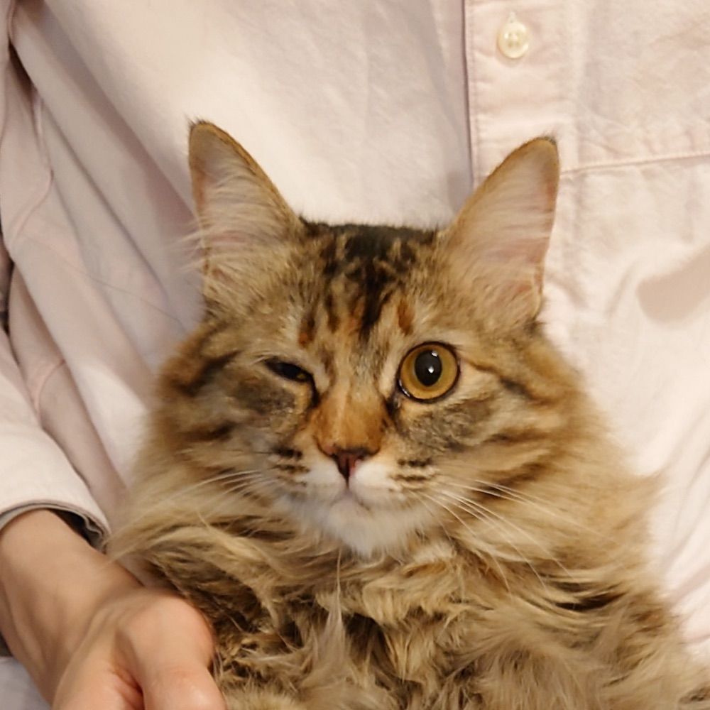 CodingFeline/せーい