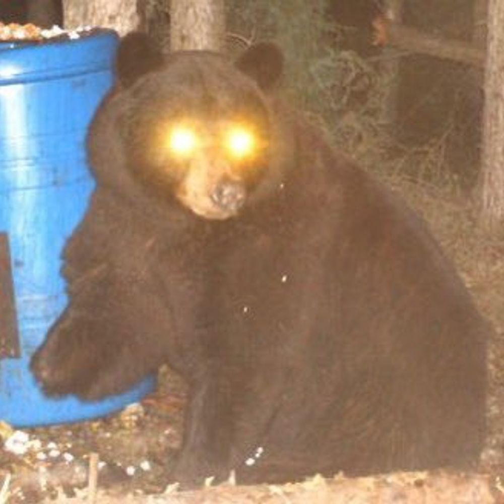 Bear McBear face's avatar