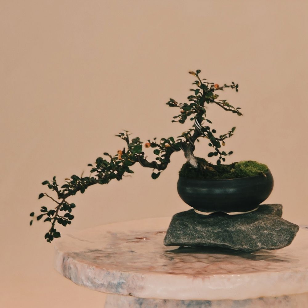 주