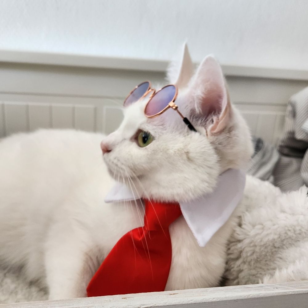 Luci 🐱