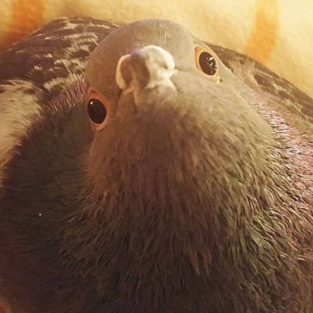 Ray