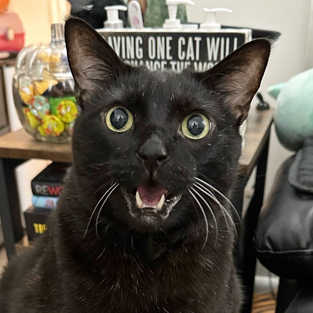 Manny Halloween Cat