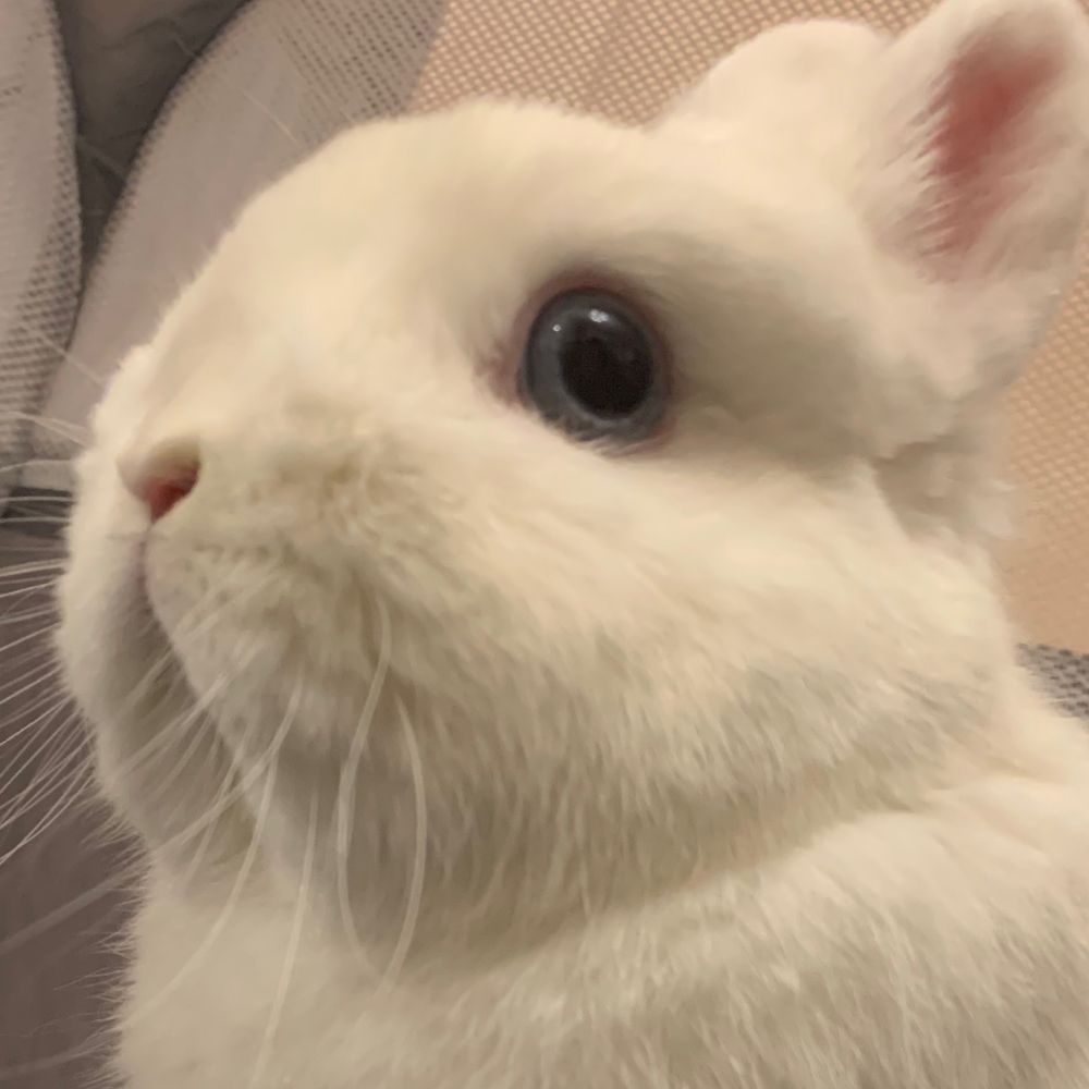 うぉるしゅ