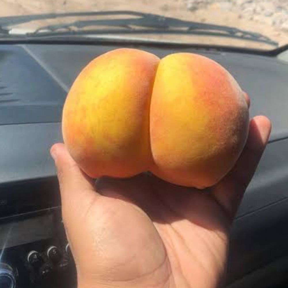 Archive 🍑