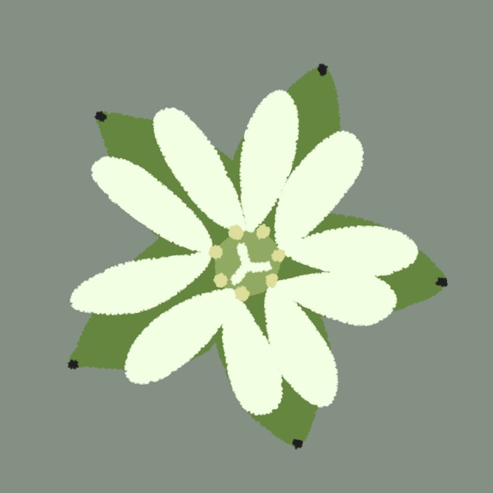 はこべ