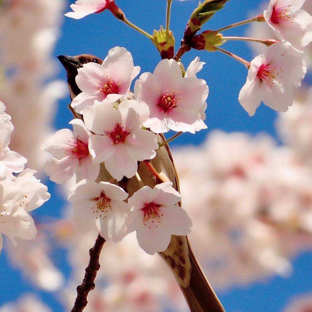 sakura165