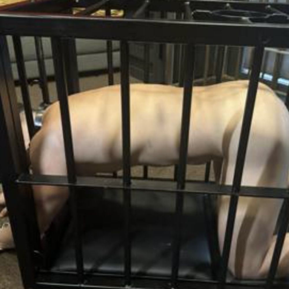 sfslave