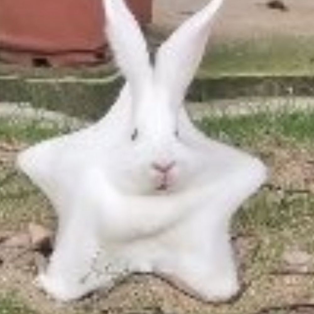 Kyu! ⚡🐇