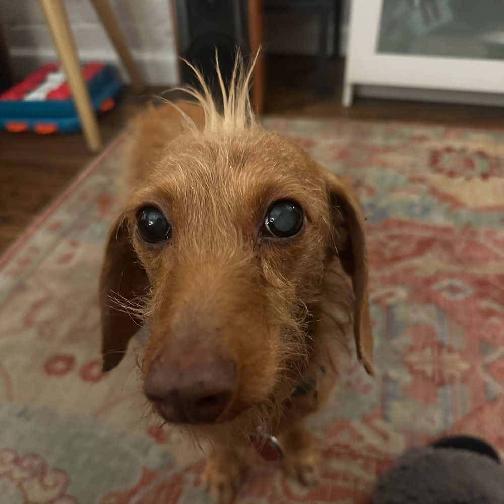 Zelda the Rat Czar
