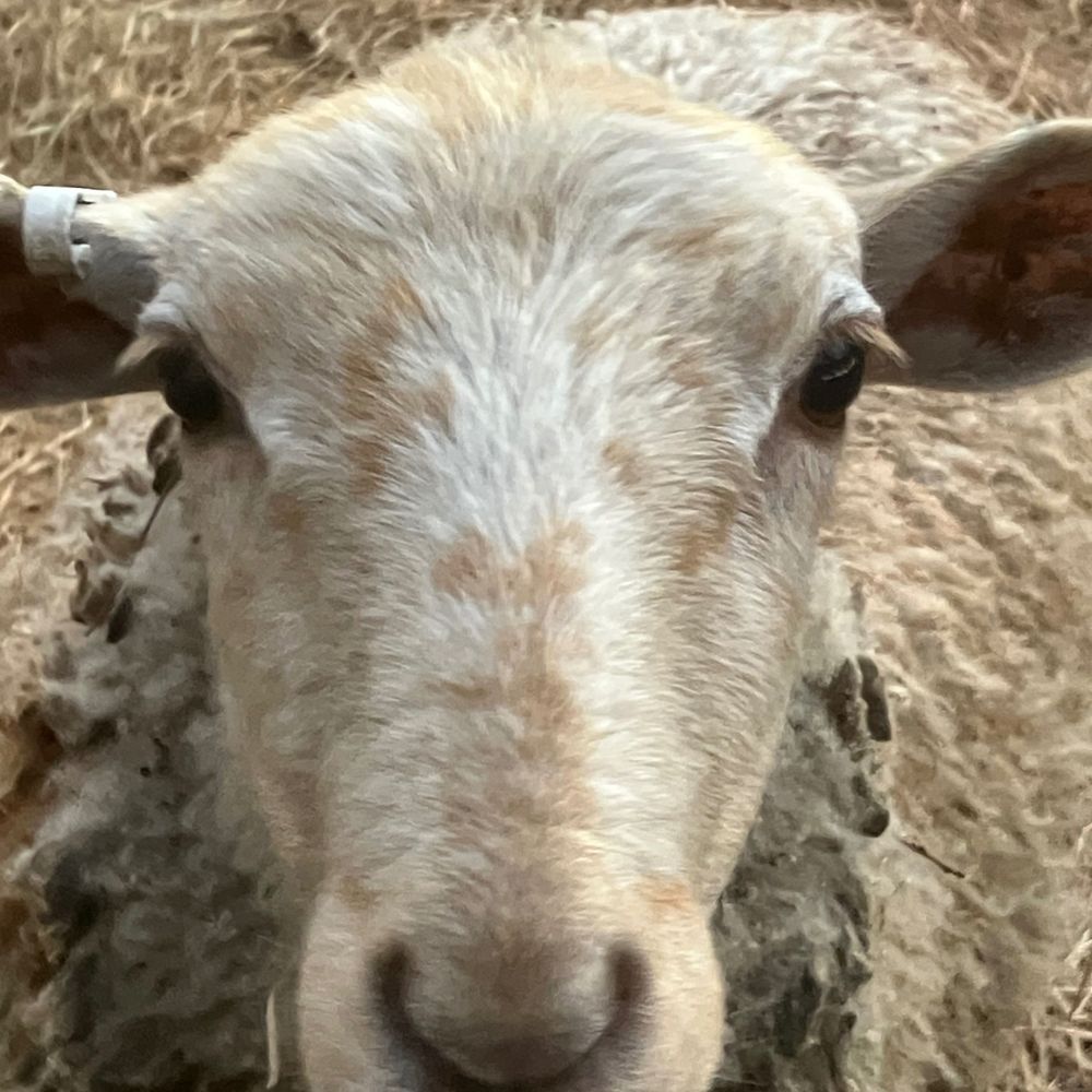 FarmSheepPics