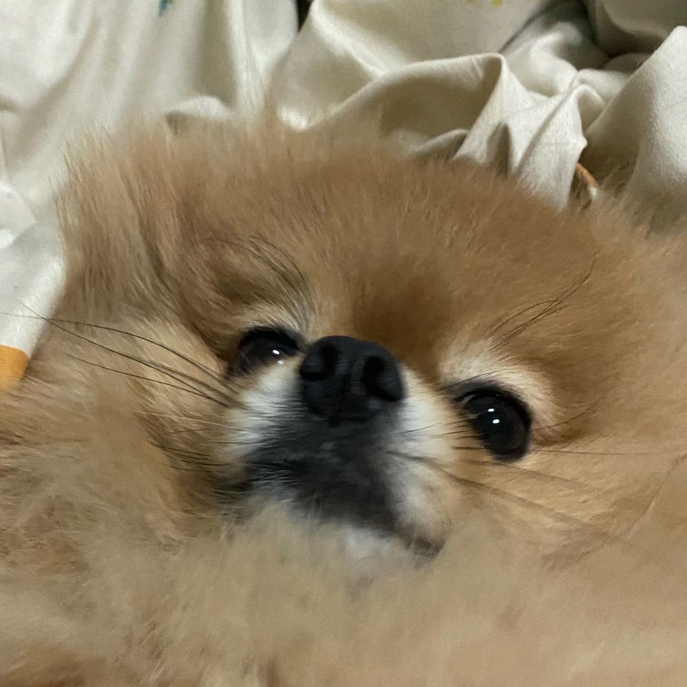 ハムハム🌻