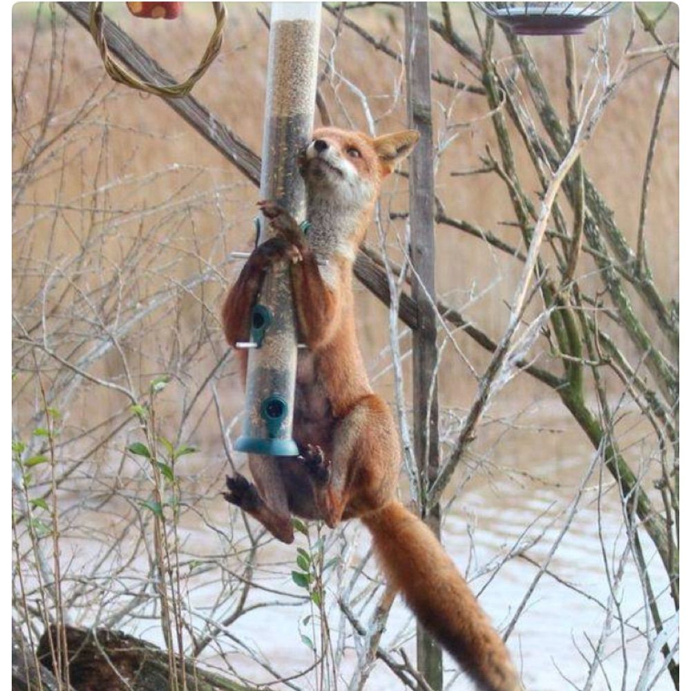 FoxNet