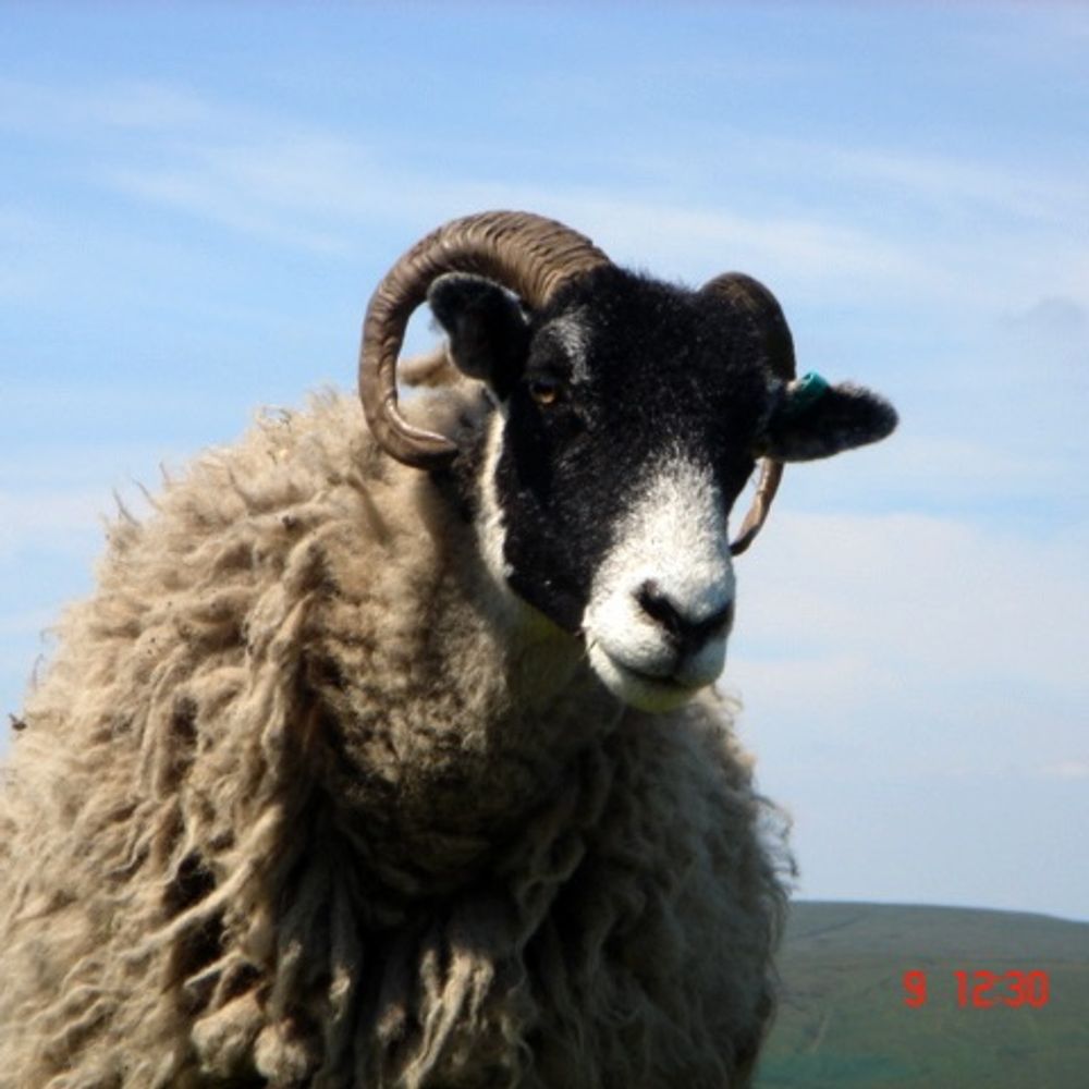 prof. dalesbred sheep 🪺
