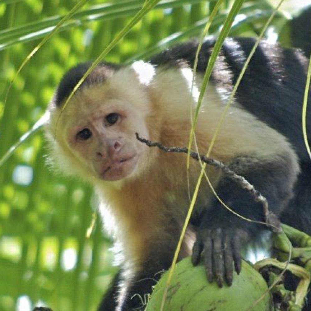 Monkey One