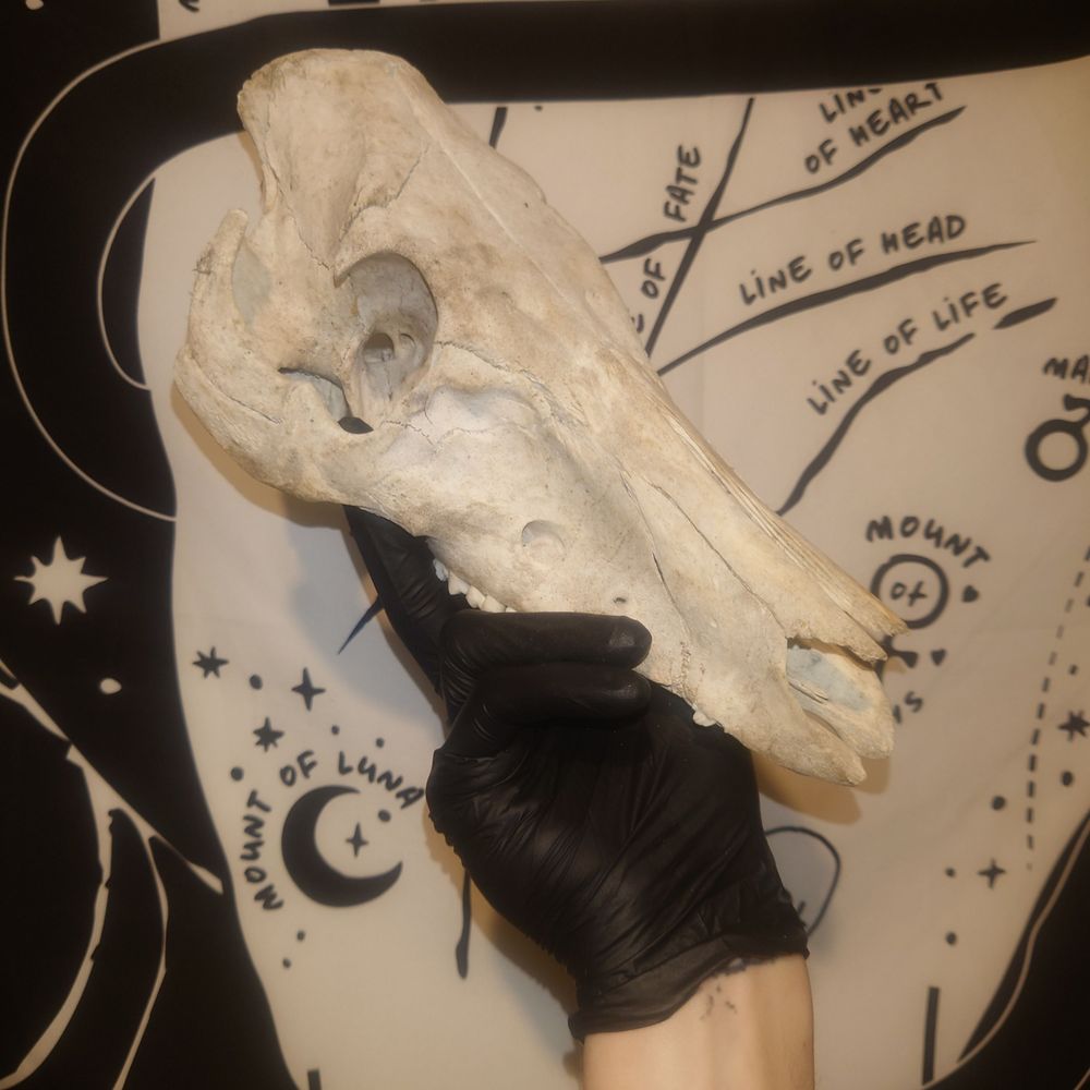 strappedwench.bsky.social