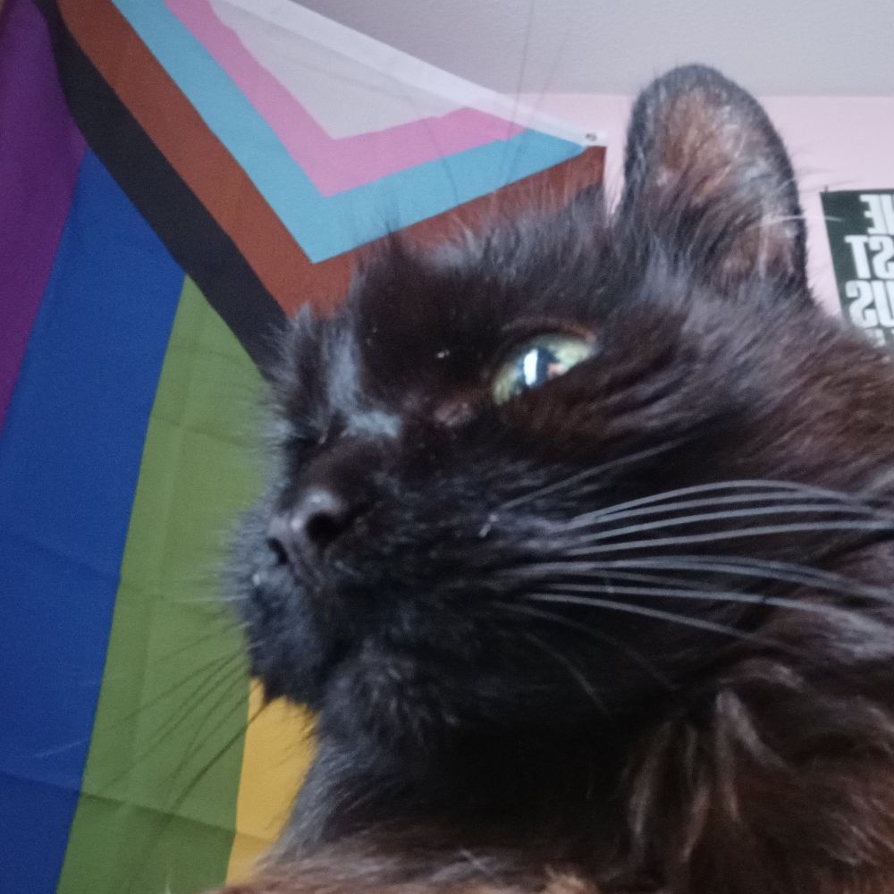 cat boy Chwis