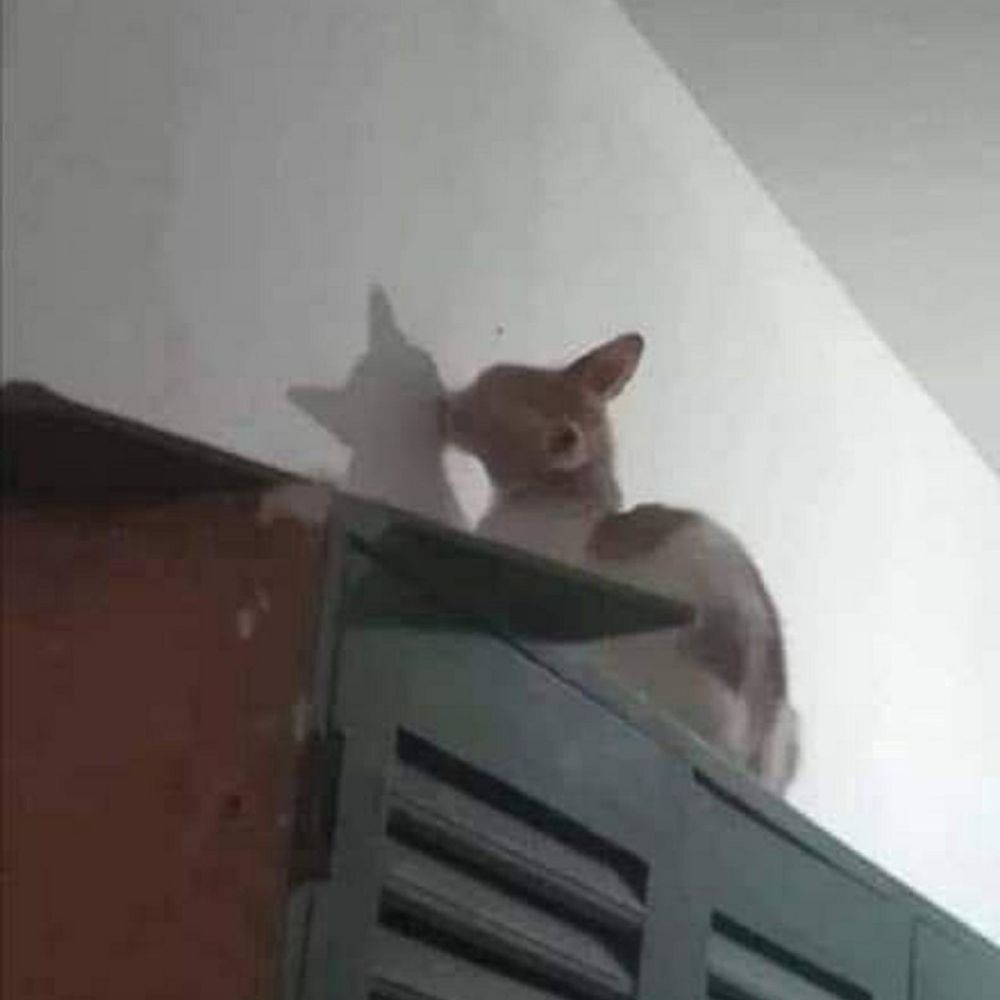 ys