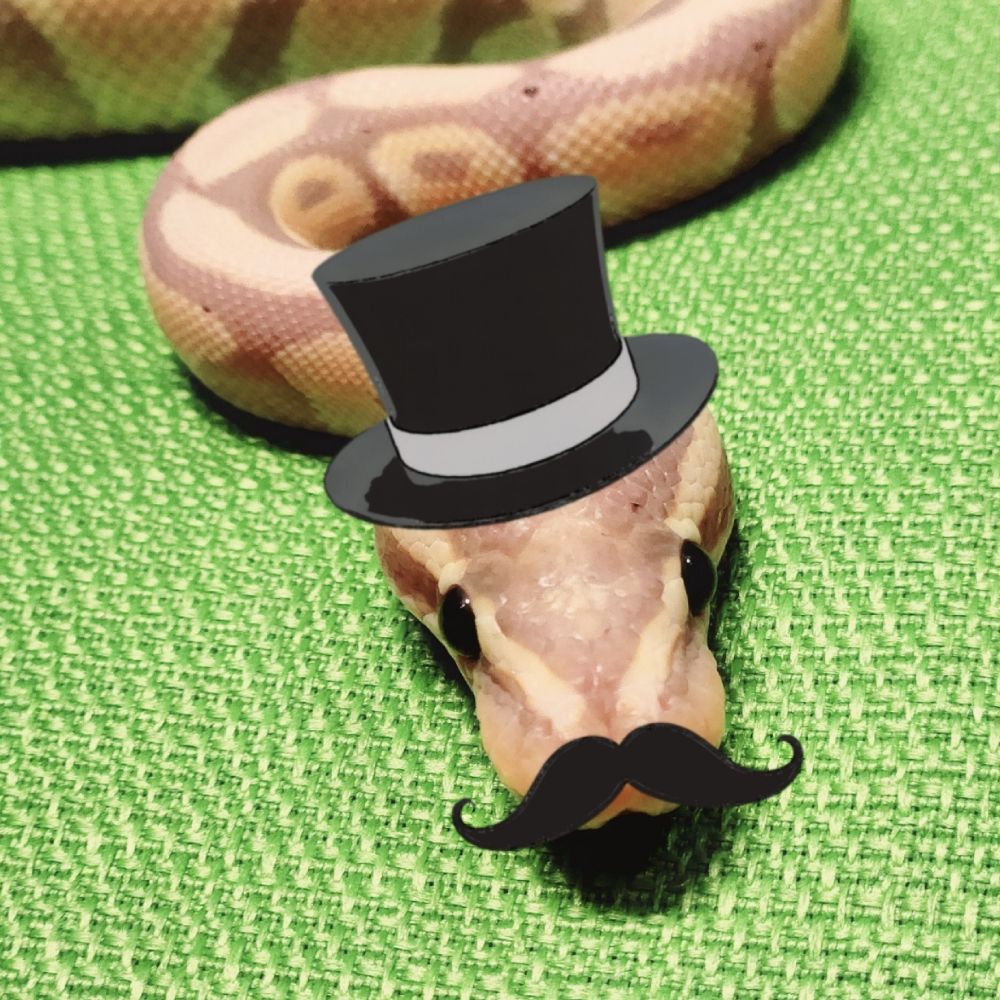 FrankTheSnek