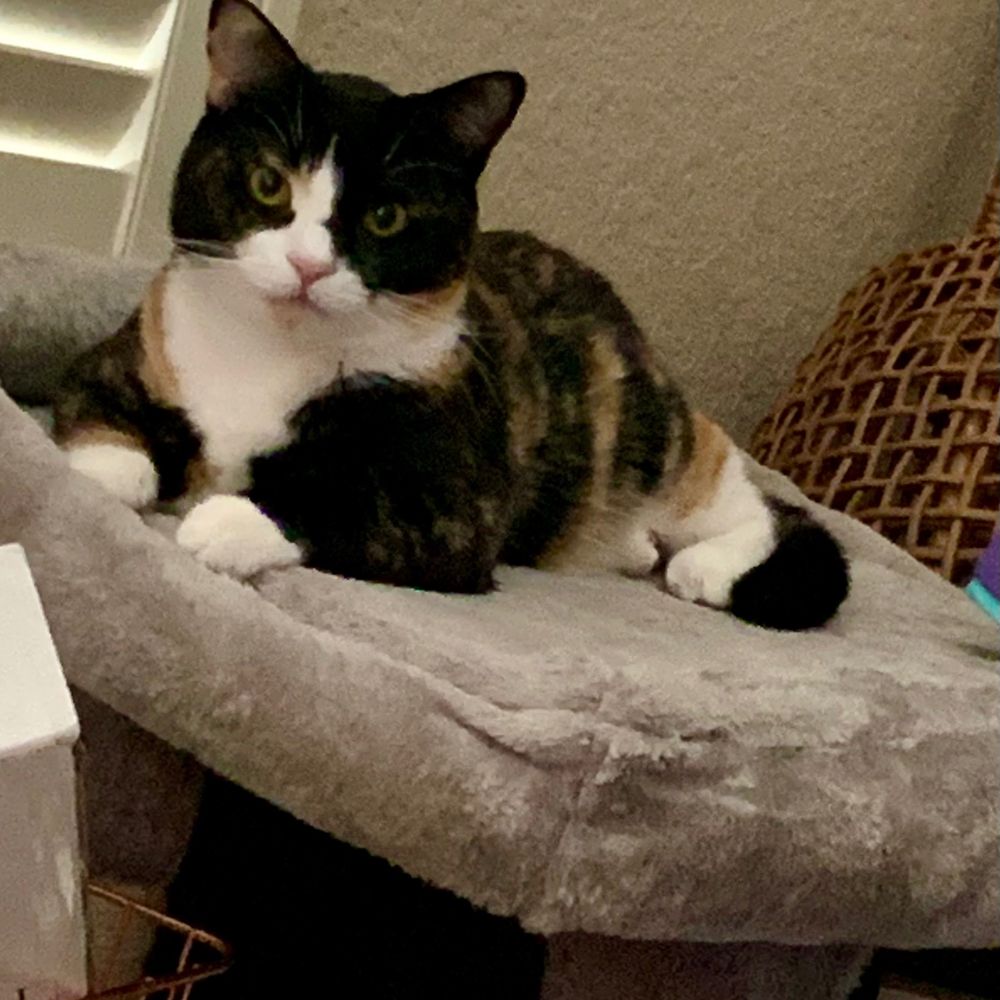 Super Meowmie to the Best Cats!