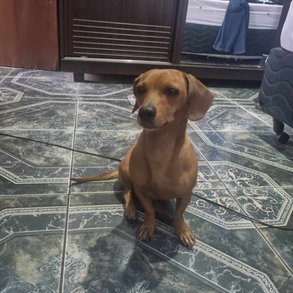 Luna peidona