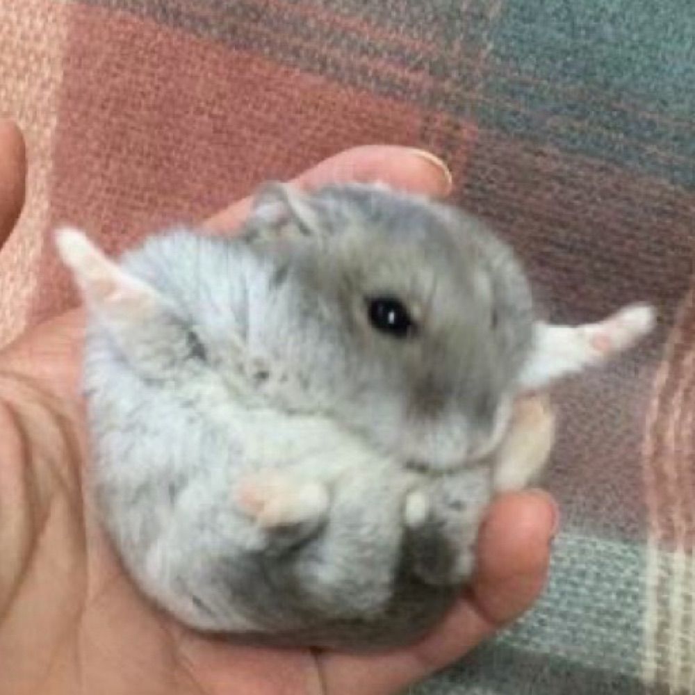 ᡣ𐭩