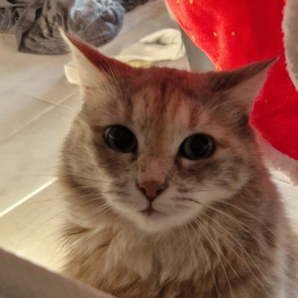 Nimael