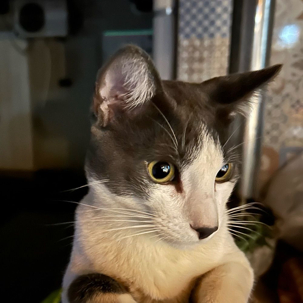lusca