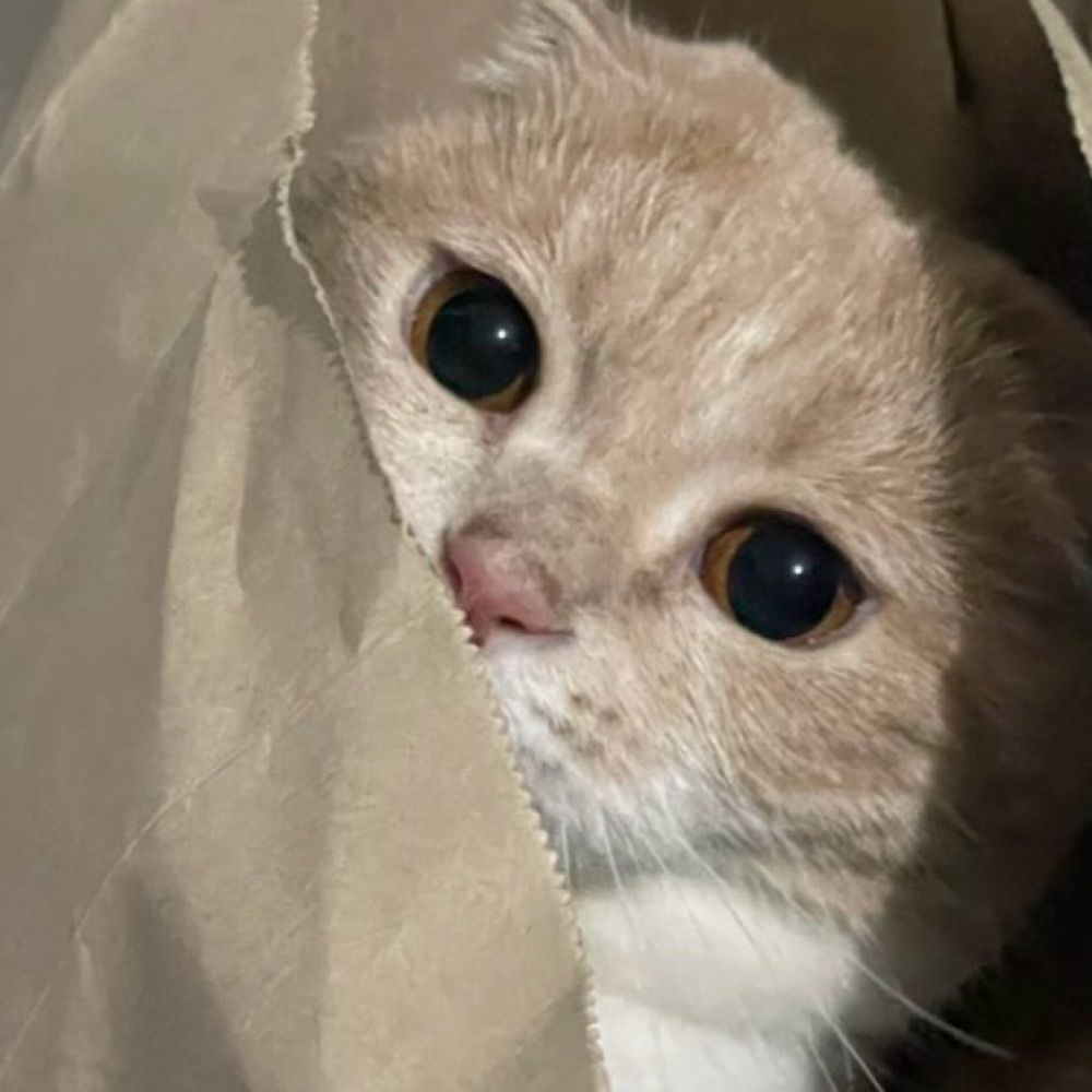 れいにー