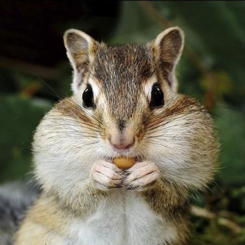 땅콩🥜