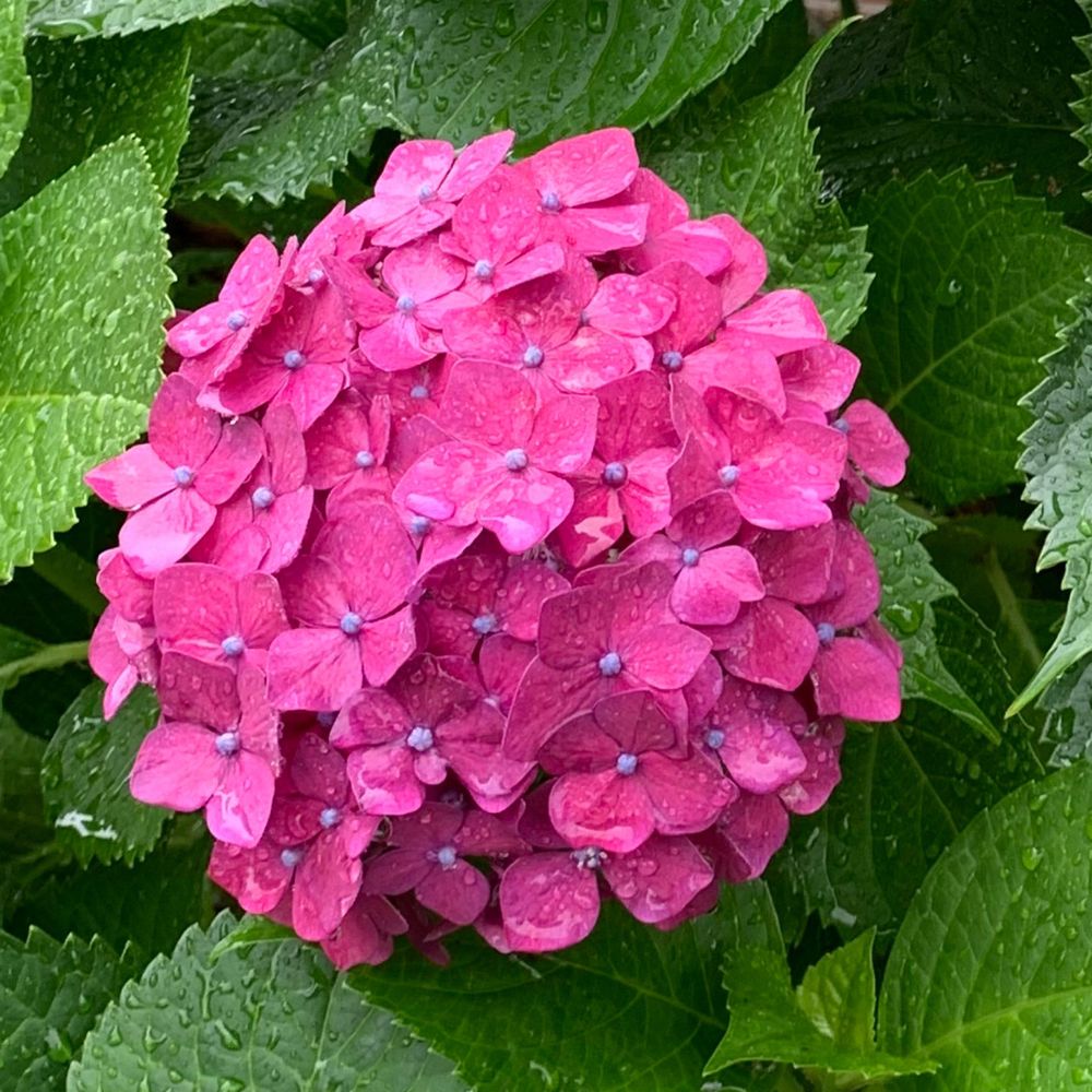 しゃけ