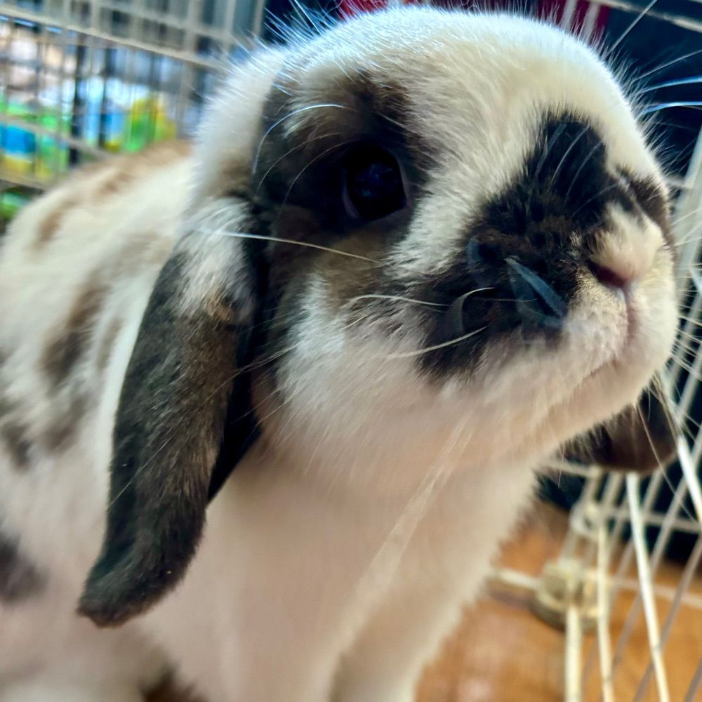 Supper BunBun
