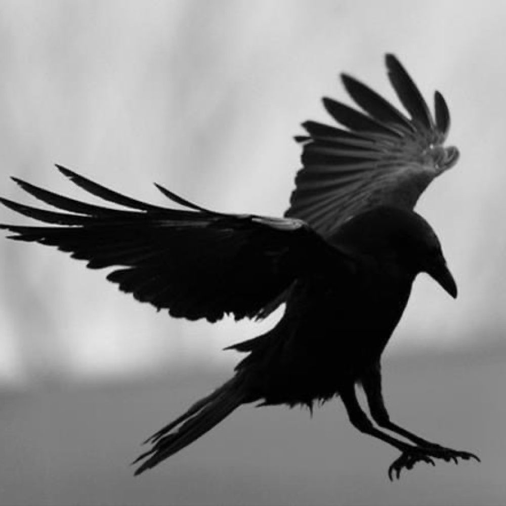 crow